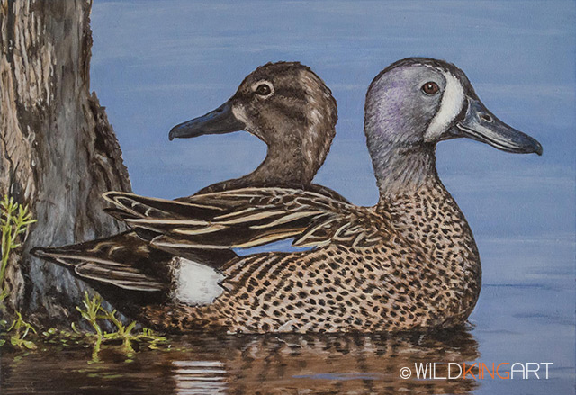 Wetland Ducks