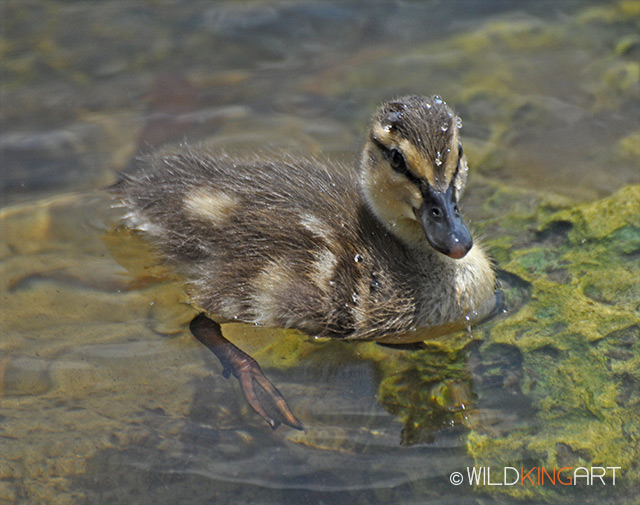 Duckling Whistling