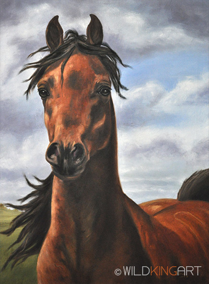 Arabian Stallion