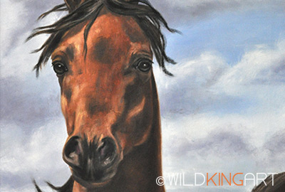 Arabian Stallion