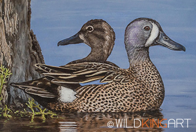 Wetland Ducks