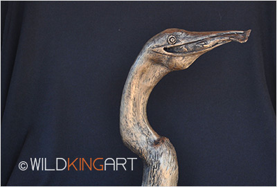 Anhinga