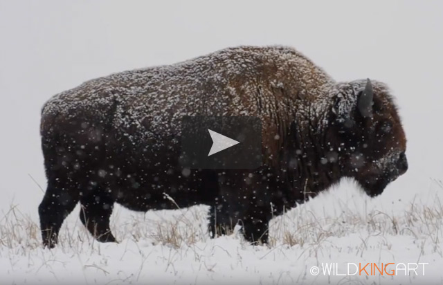 Wild Wonder of America
